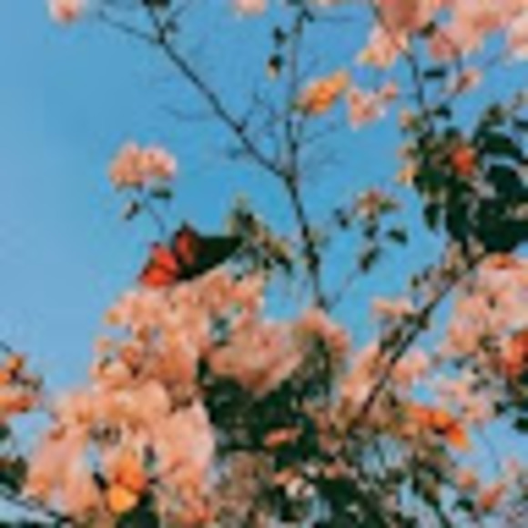 Meet your Posher, Nakoa - Picture 1 of 1